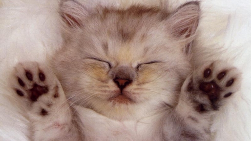 cute_kittens_sleeping